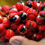 Guaraná, fruto típico de Maués/ AM