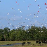 Búfalos na Ilha de Marajó - Belém/ PA