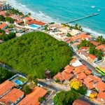 Vista aérea do maior cajueiro do mundo - Parnamirim/ RN