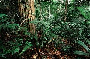 floresta amazonica