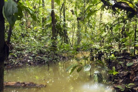 igapó-amazonia