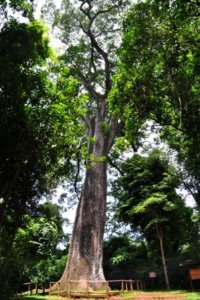 Qual a maior árvore do Brasil?